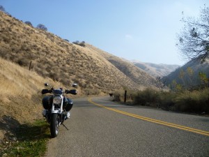 Cow on the road on Del Puerto Canyon Road.